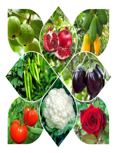 Plant promoter 250 ml